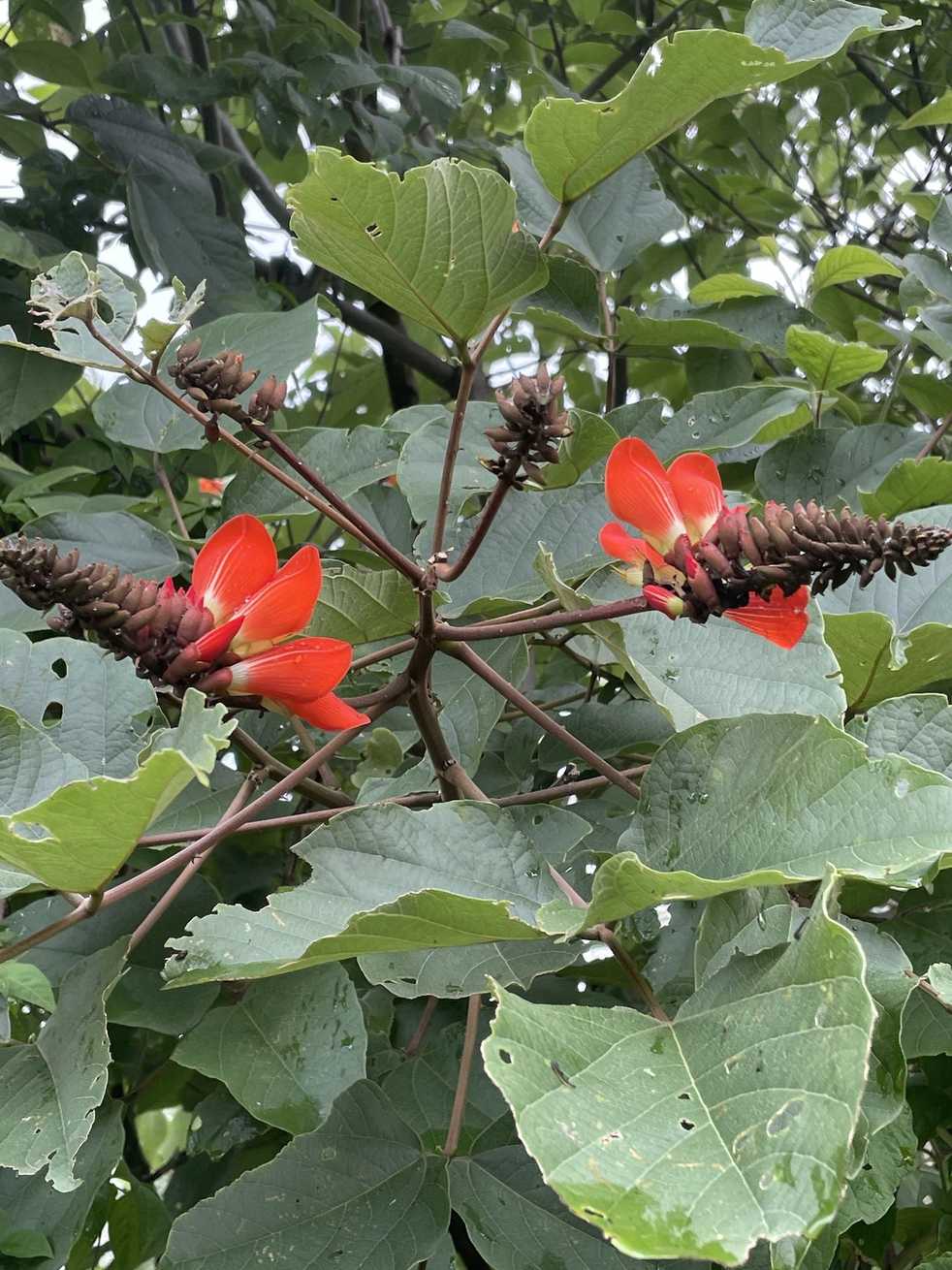 Erythrina breviflora