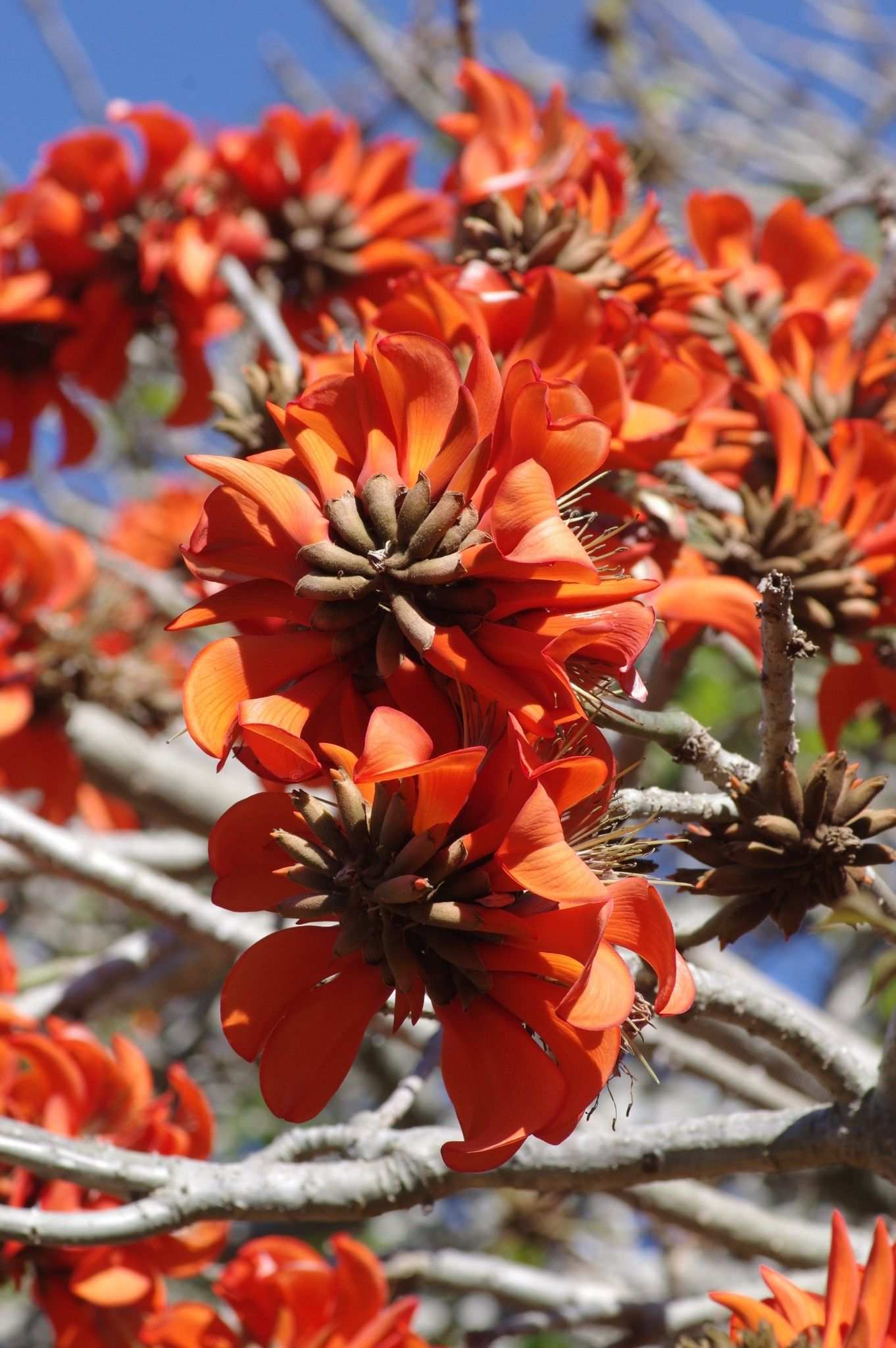 Erythrina caffra