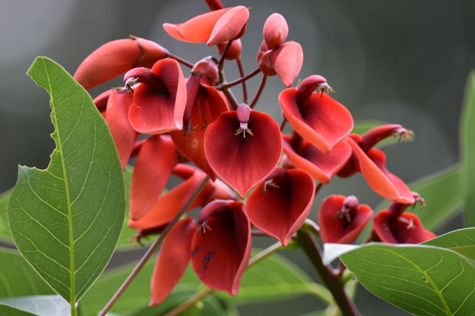 Erythrina crista-galli