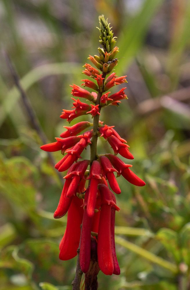 Erythrina humeana