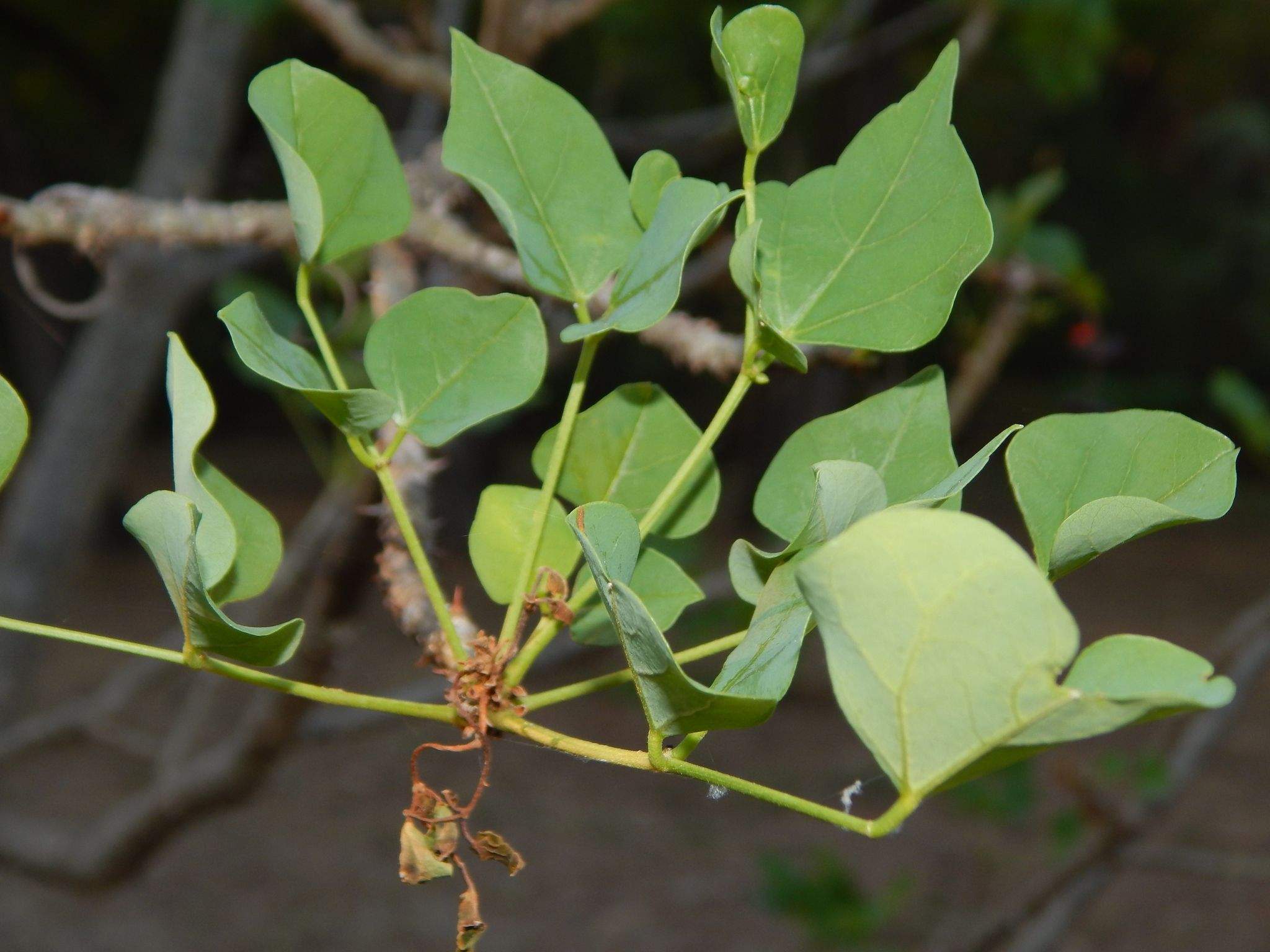 Erythrina lysistemon