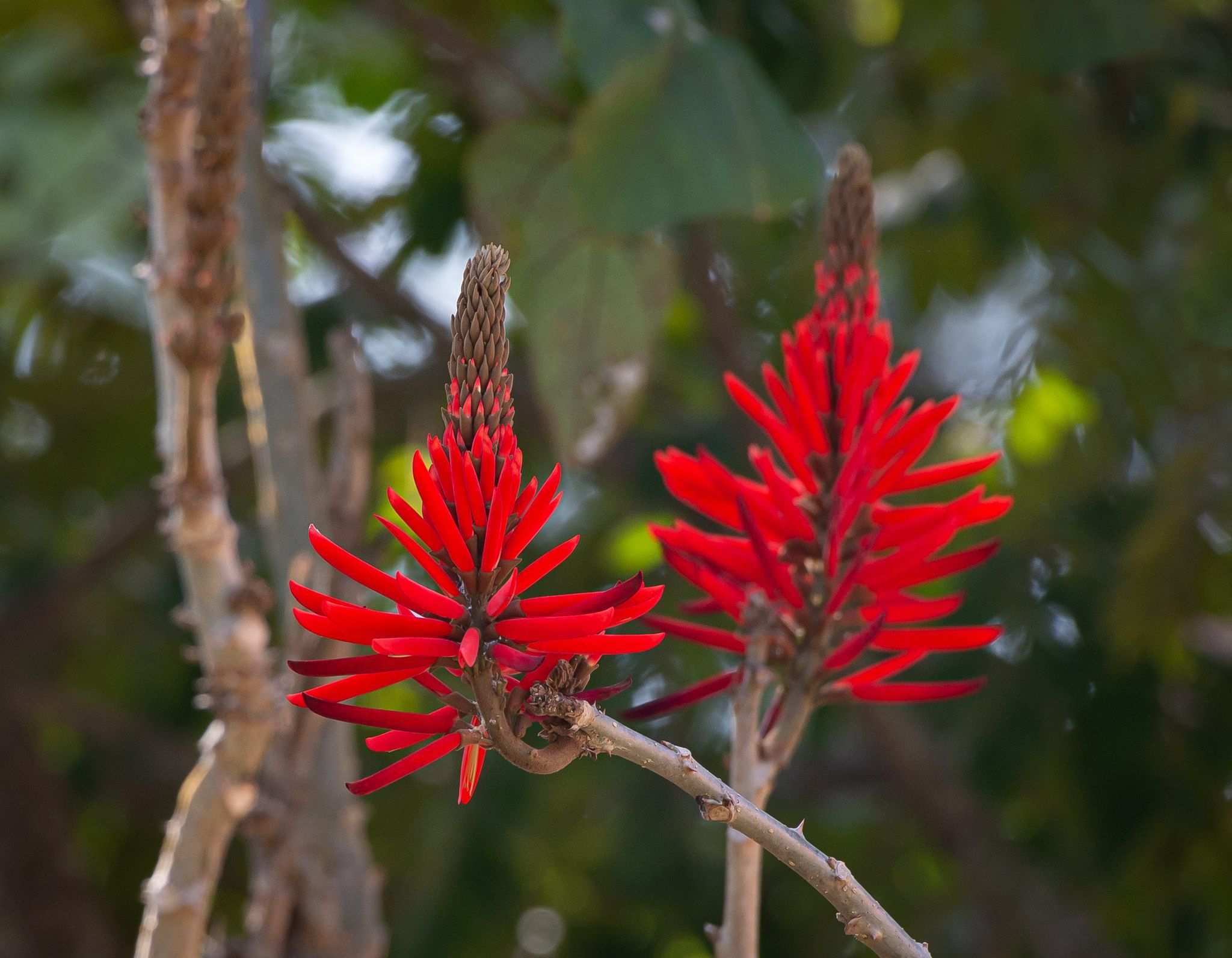 Erythrina sp.