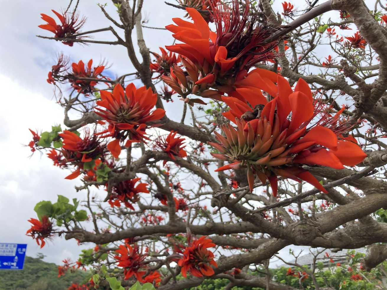 Erythrina variegata