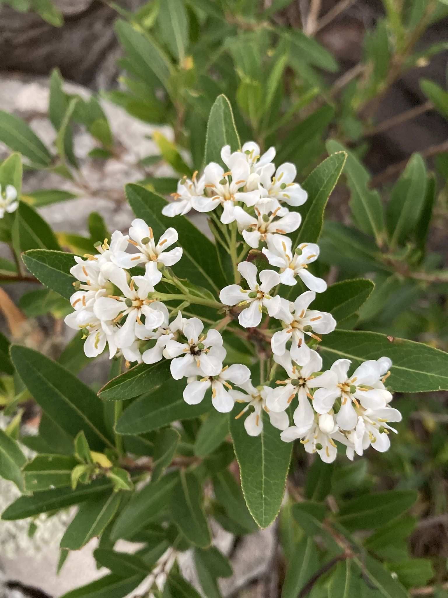 Escallonia bifida