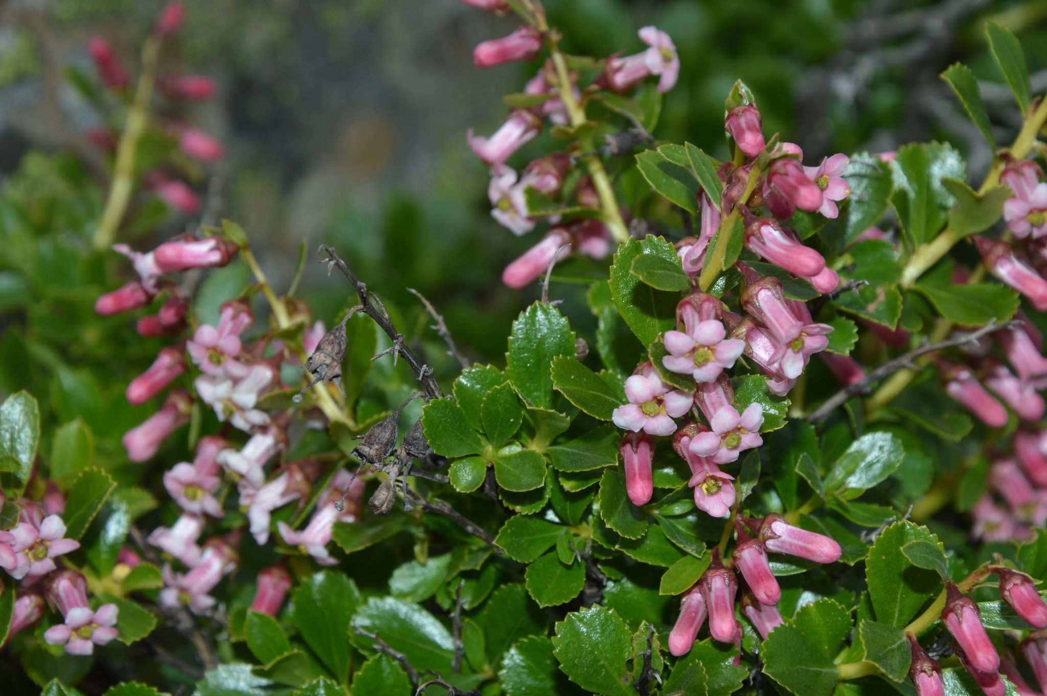 Escallonia rosea