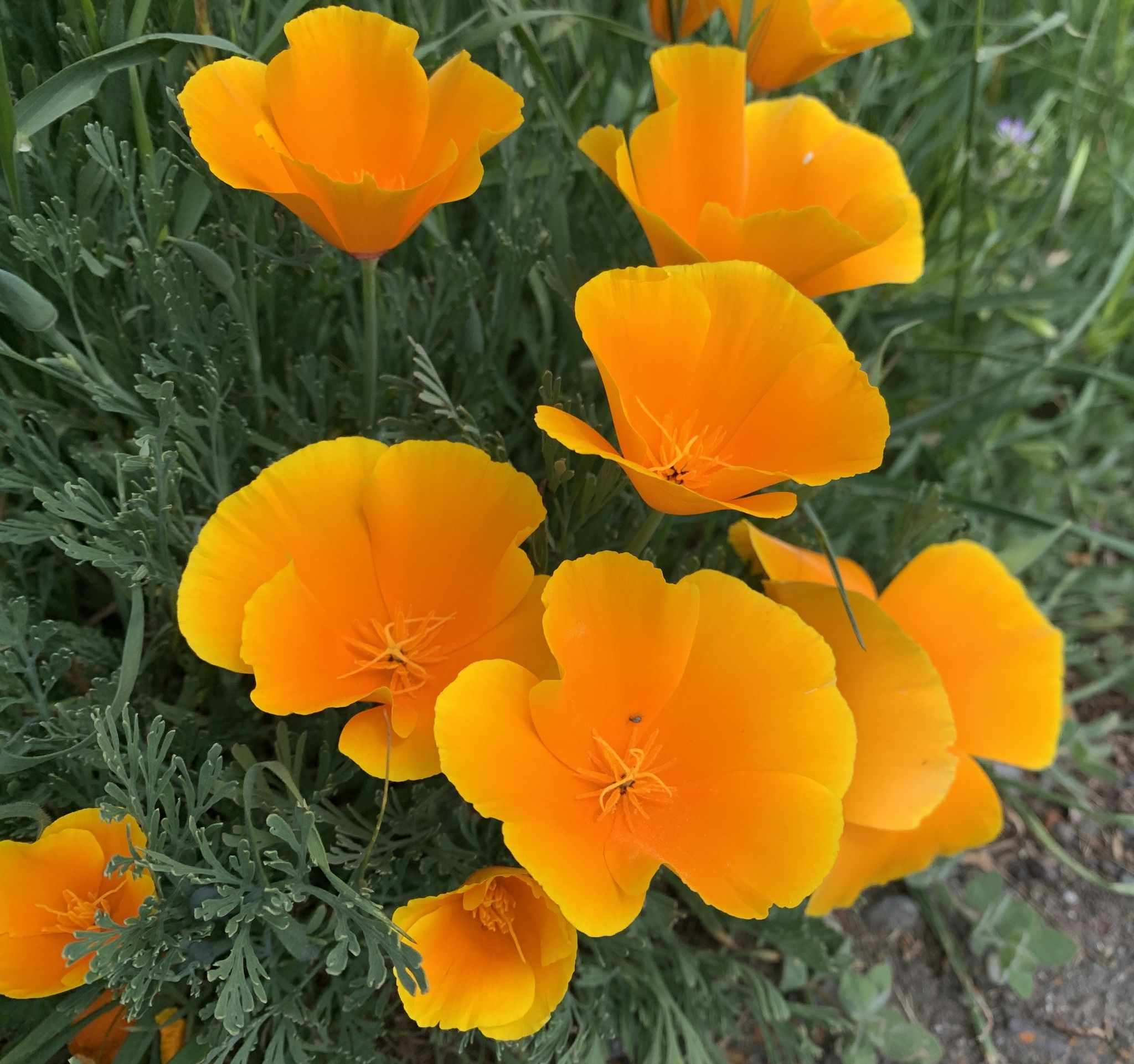 Eschscholzia californica