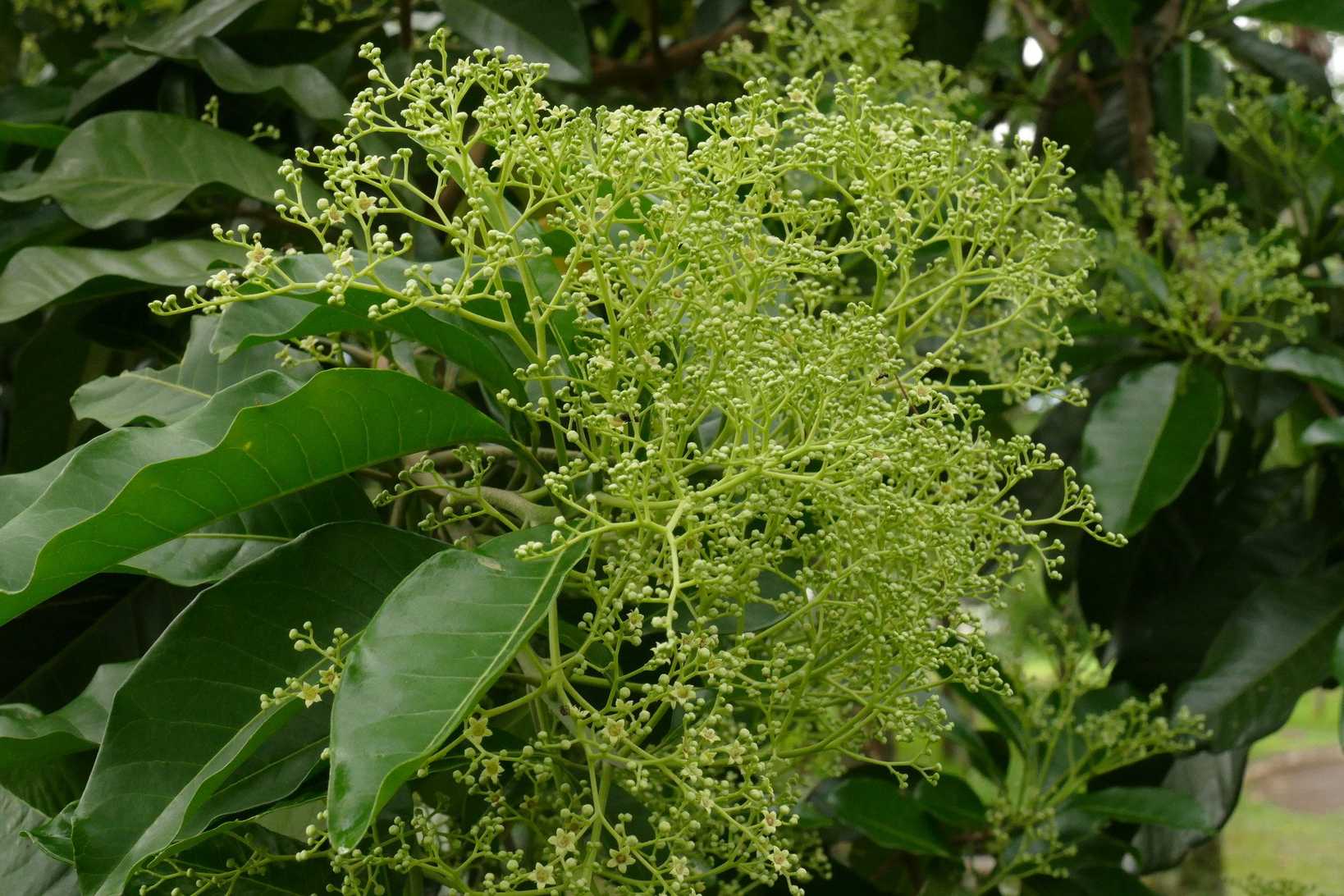 Esenbeckia leiocarpa