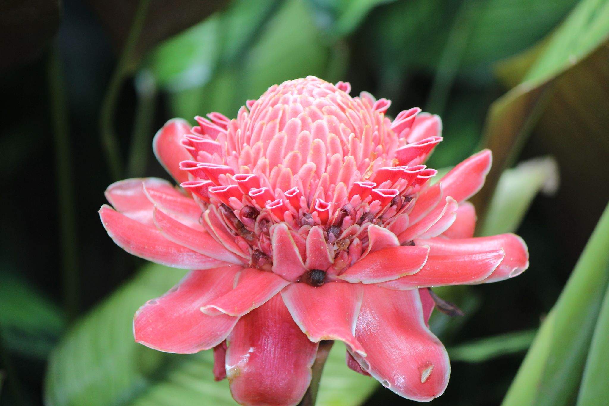 Etlingera elatior