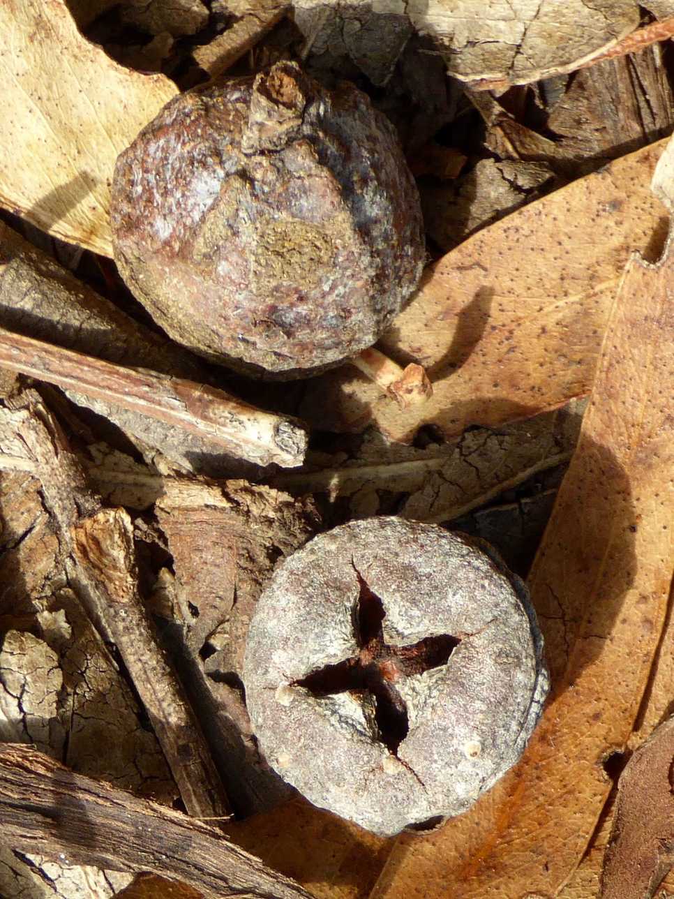 Eucalyptus