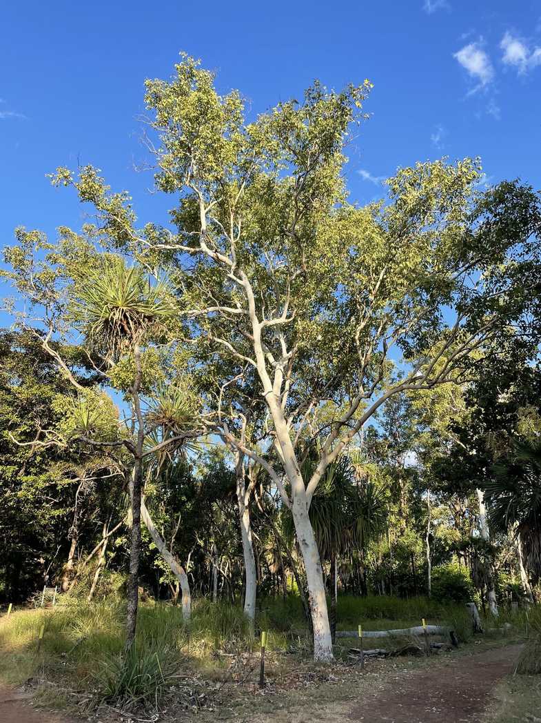 Eucalyptus alba