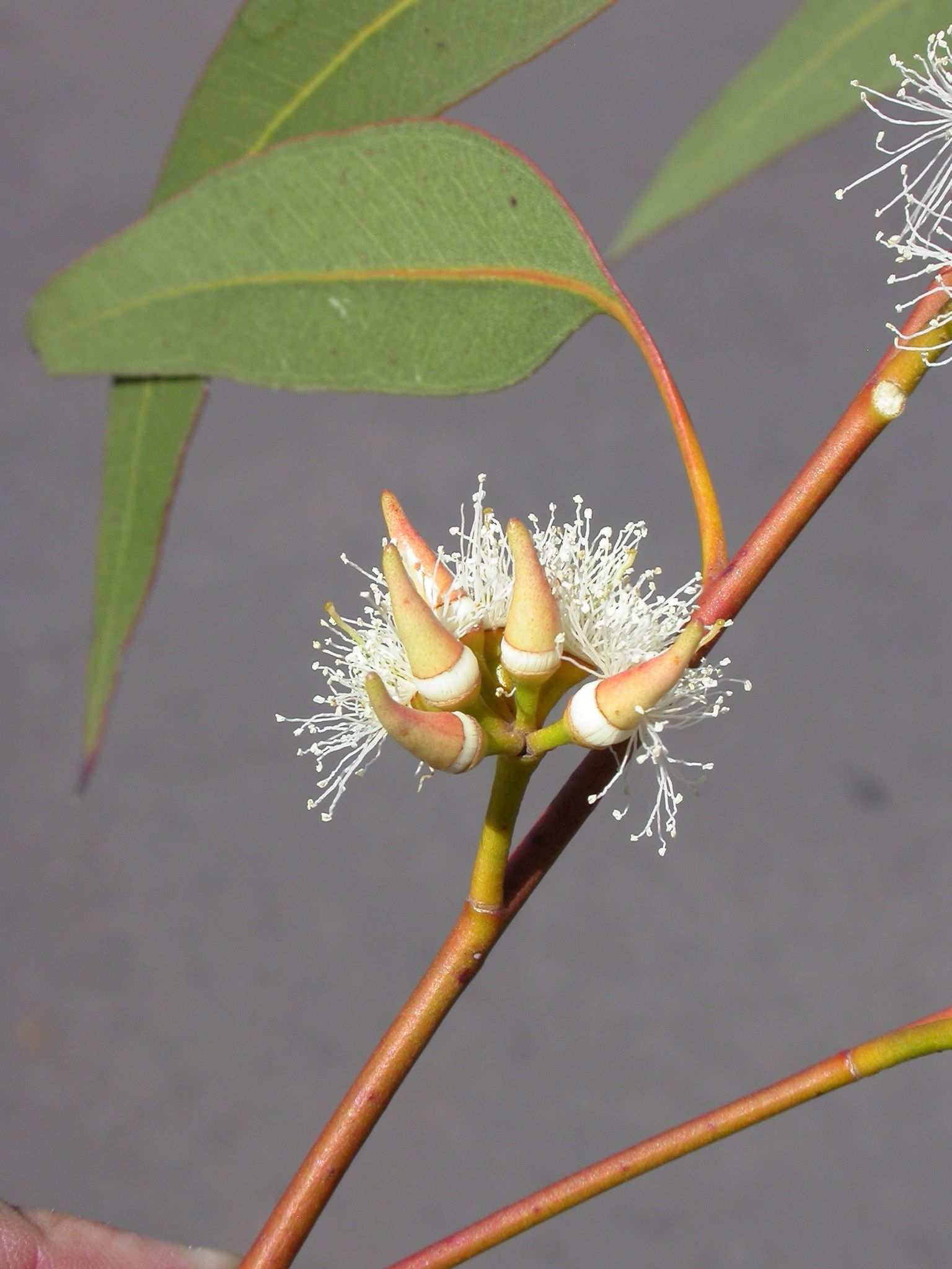 Eucalyptus amplifolia