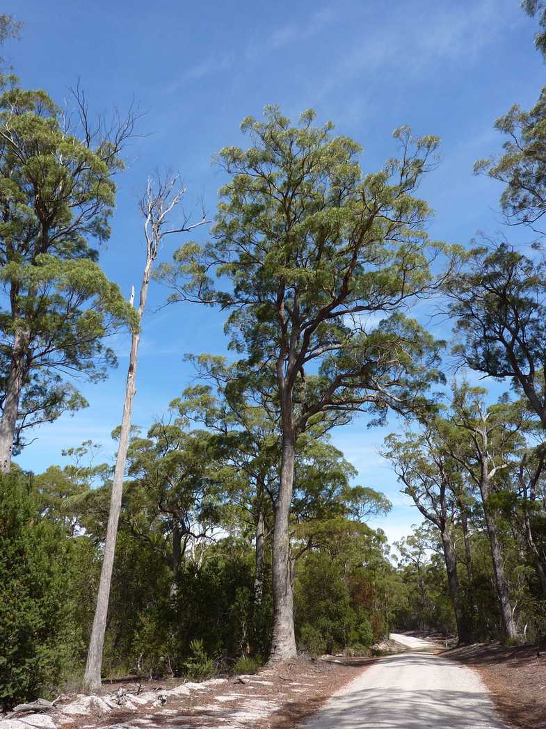 Eucalyptus amygdalina