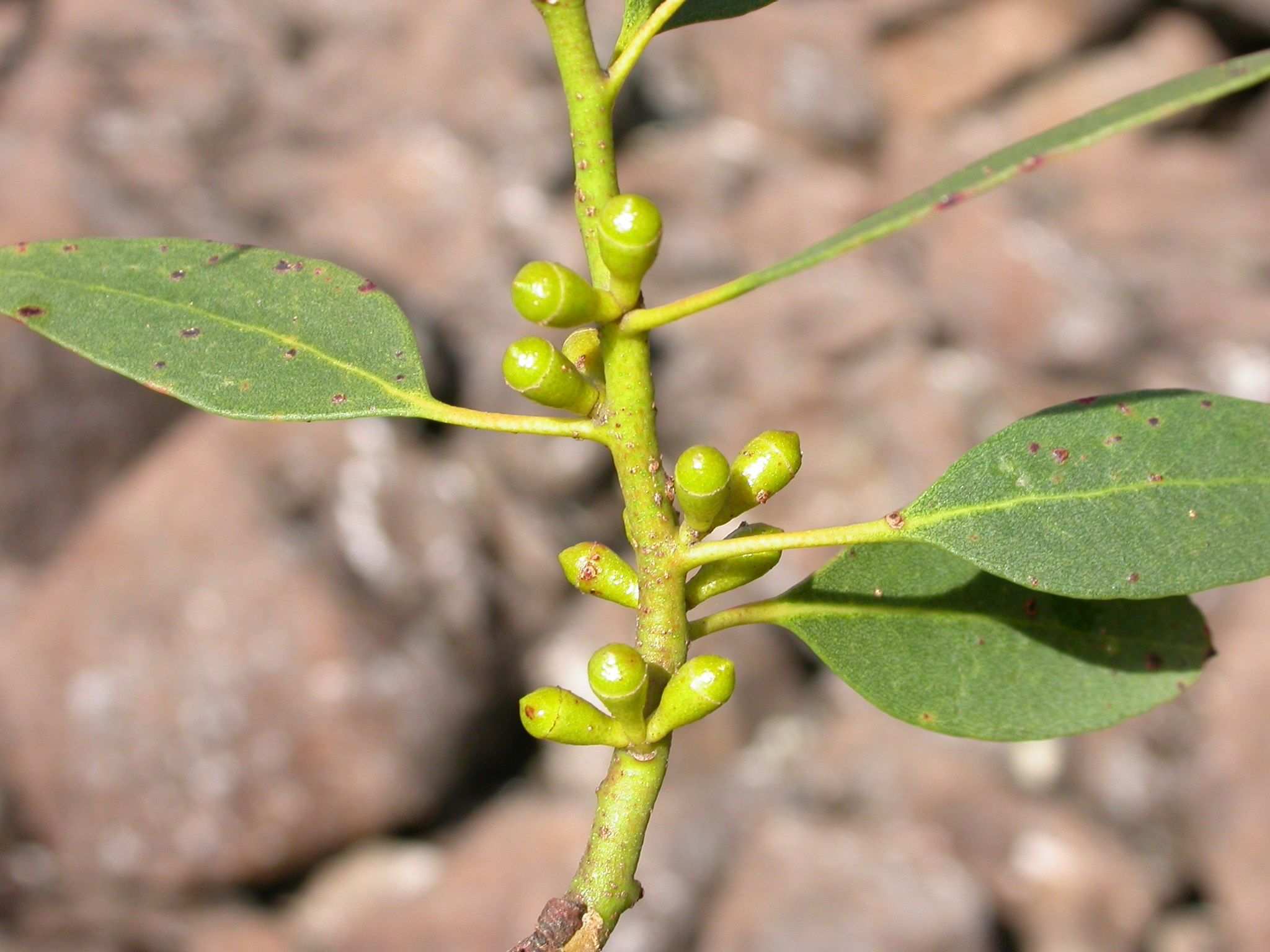 Eucalyptus archeri