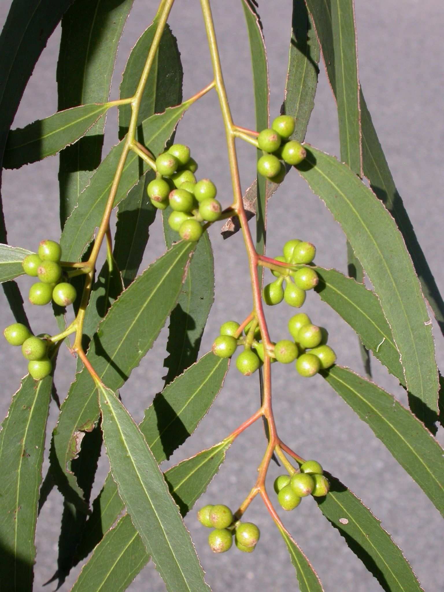 Eucalyptus argophloia