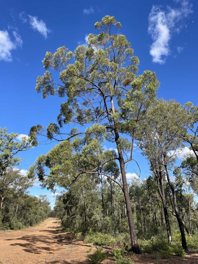 Eucalyptus baileyana