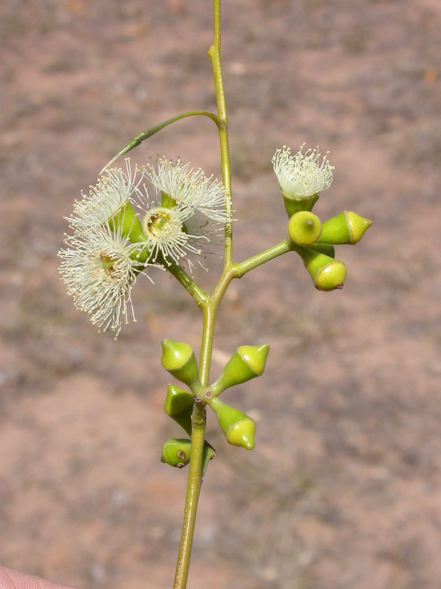 Eucalyptus barberi