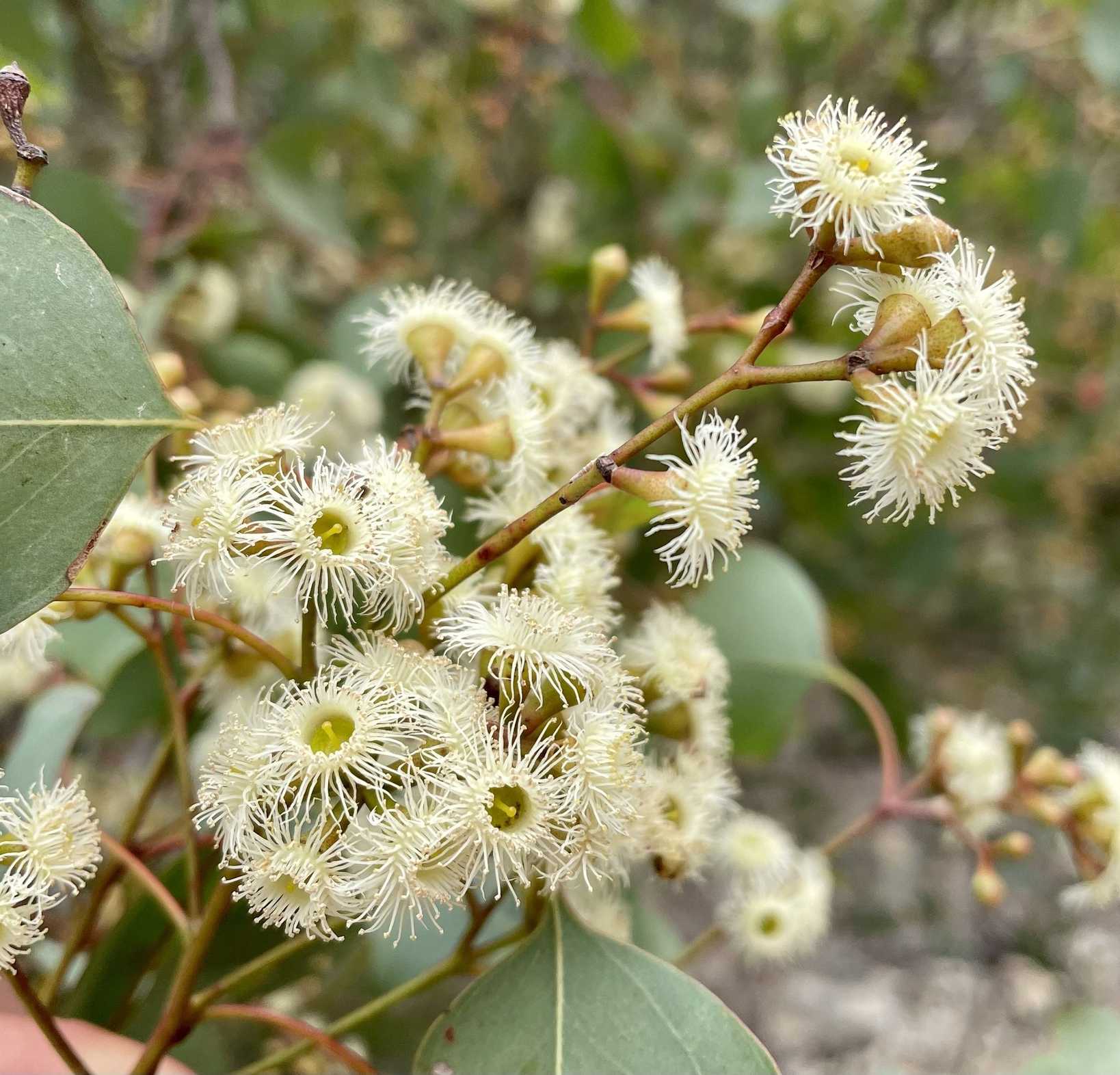 Eucalyptus baueriana