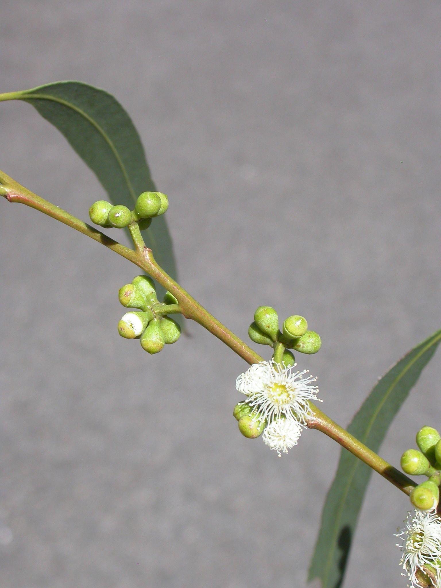 Eucalyptus benthamii