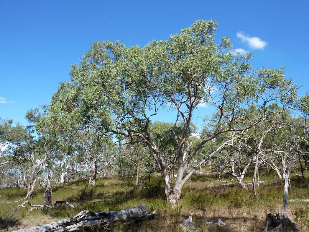 Eucalyptus blakelyi