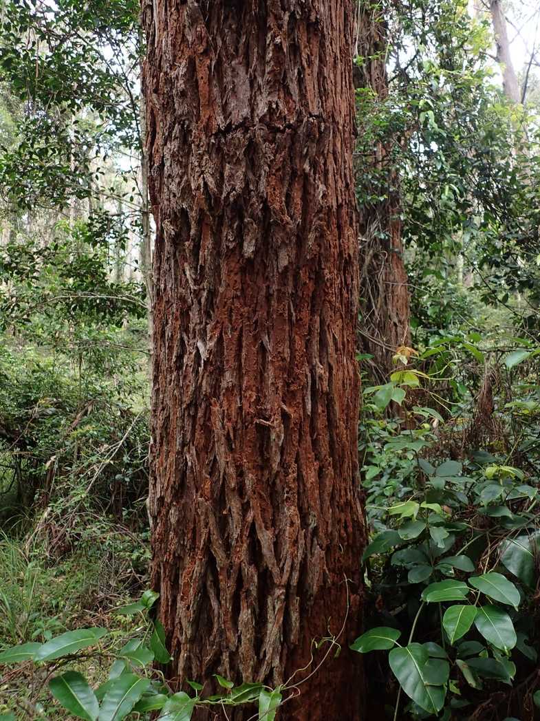 Eucalyptus botryoides