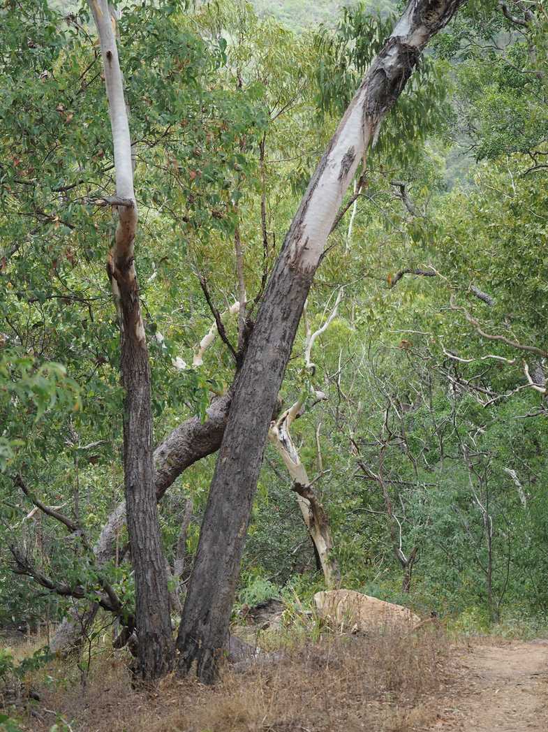 Eucalyptus brassiana