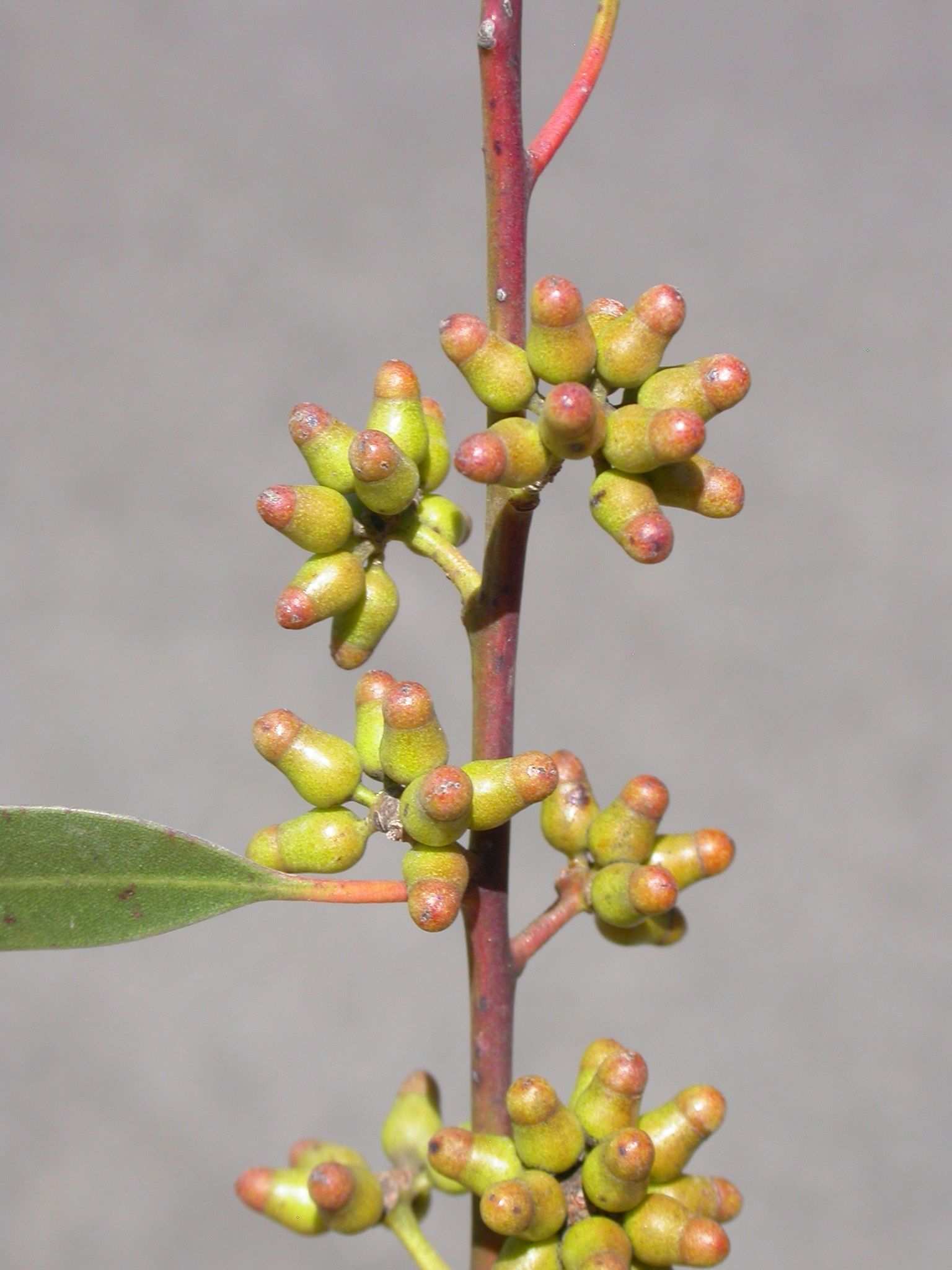 Eucalyptus brockwayi