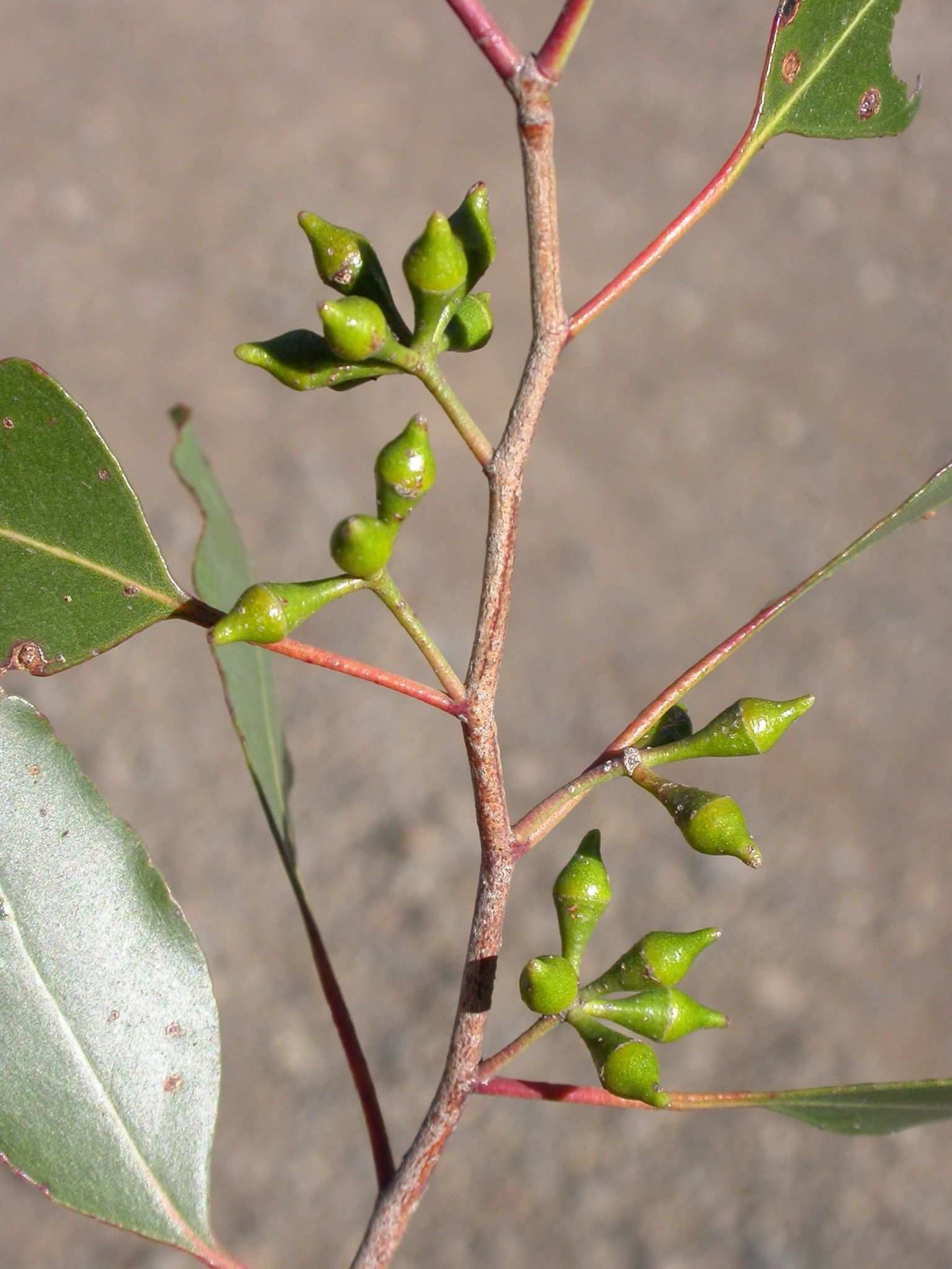 Eucalyptus brookeriana