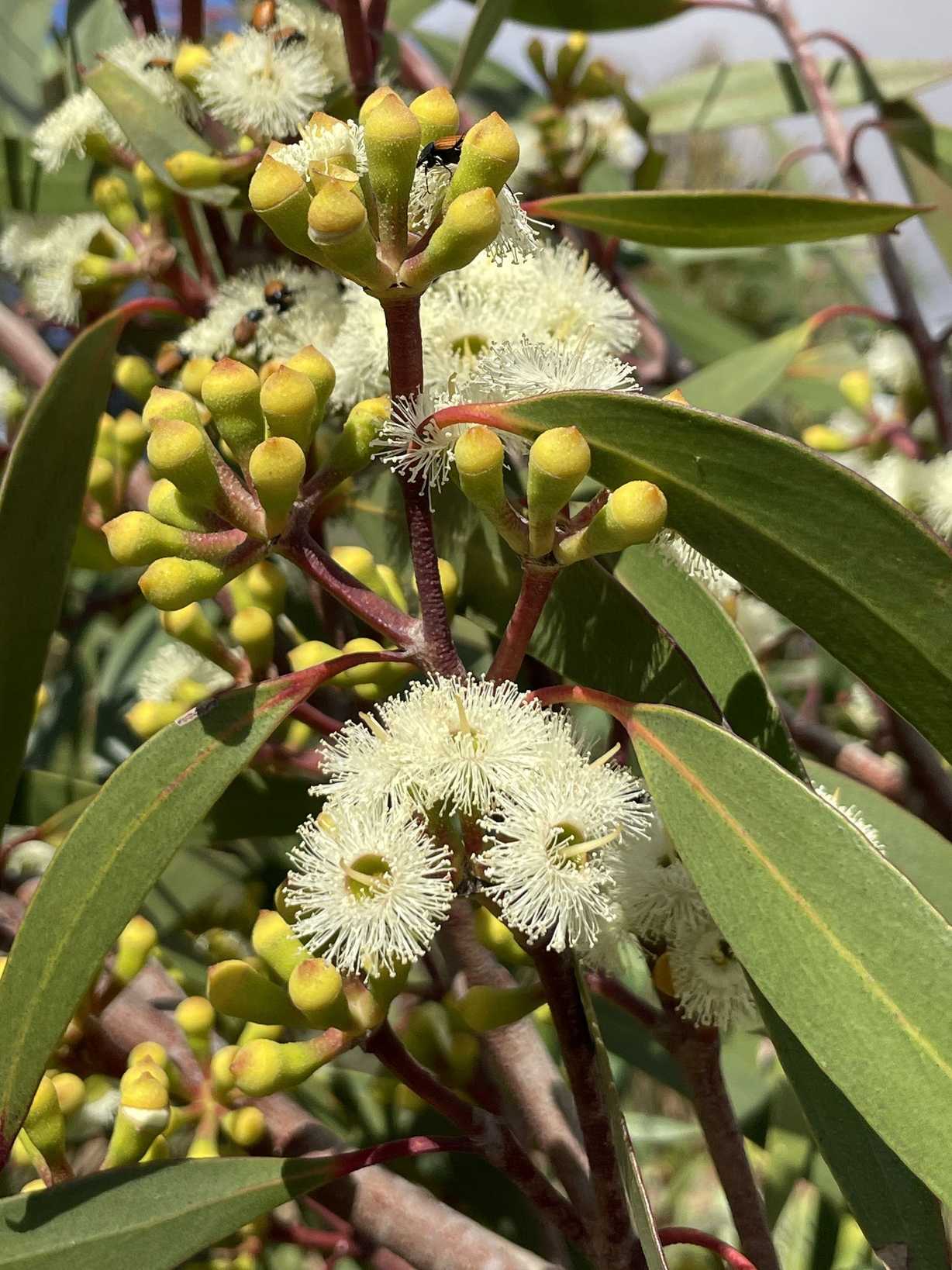 Eucalyptus burgessiana