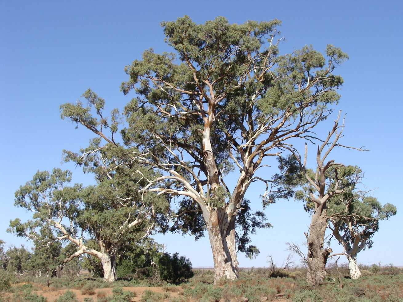 Eucalyptus camaldulensis