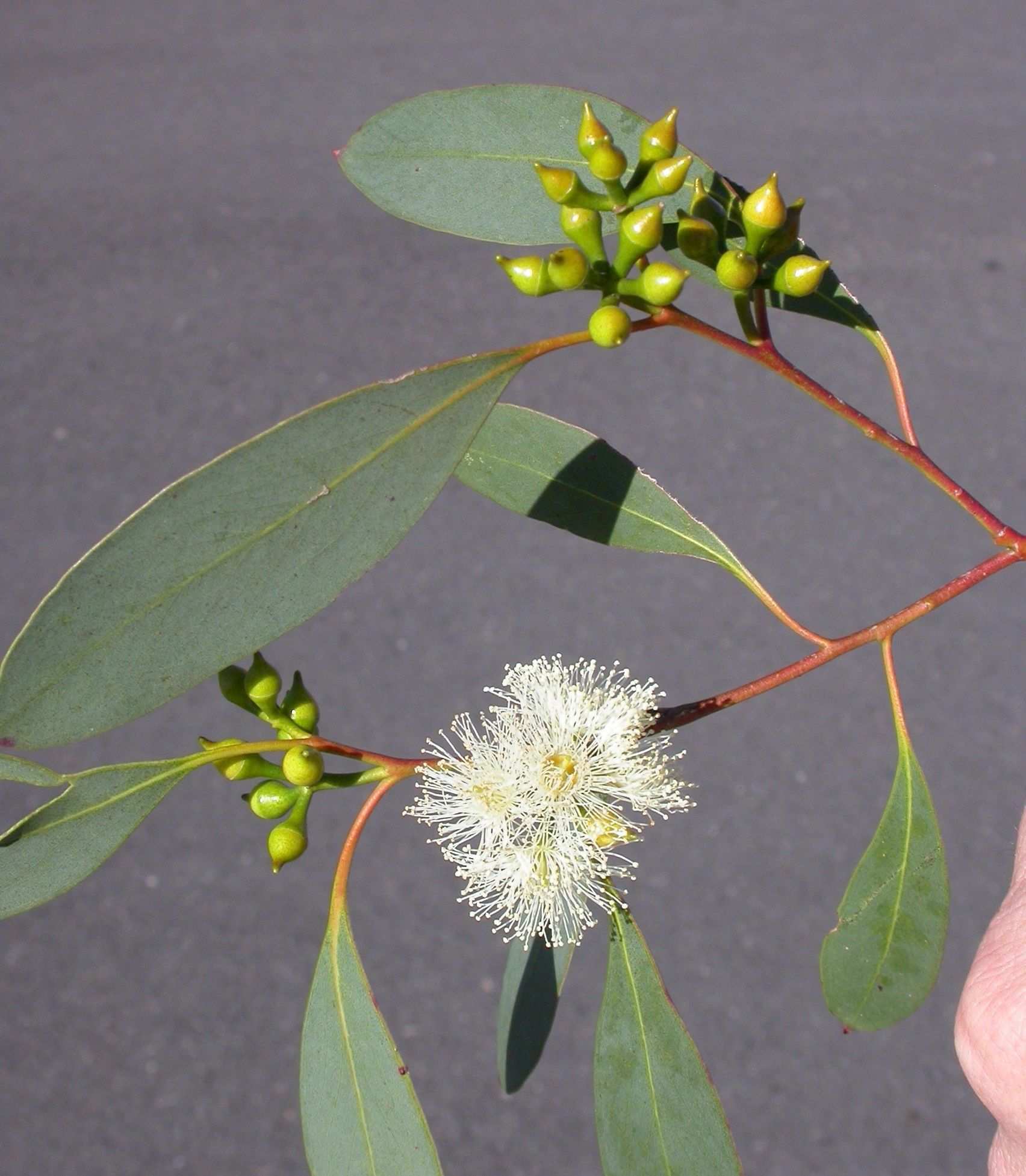Eucalyptus camphora