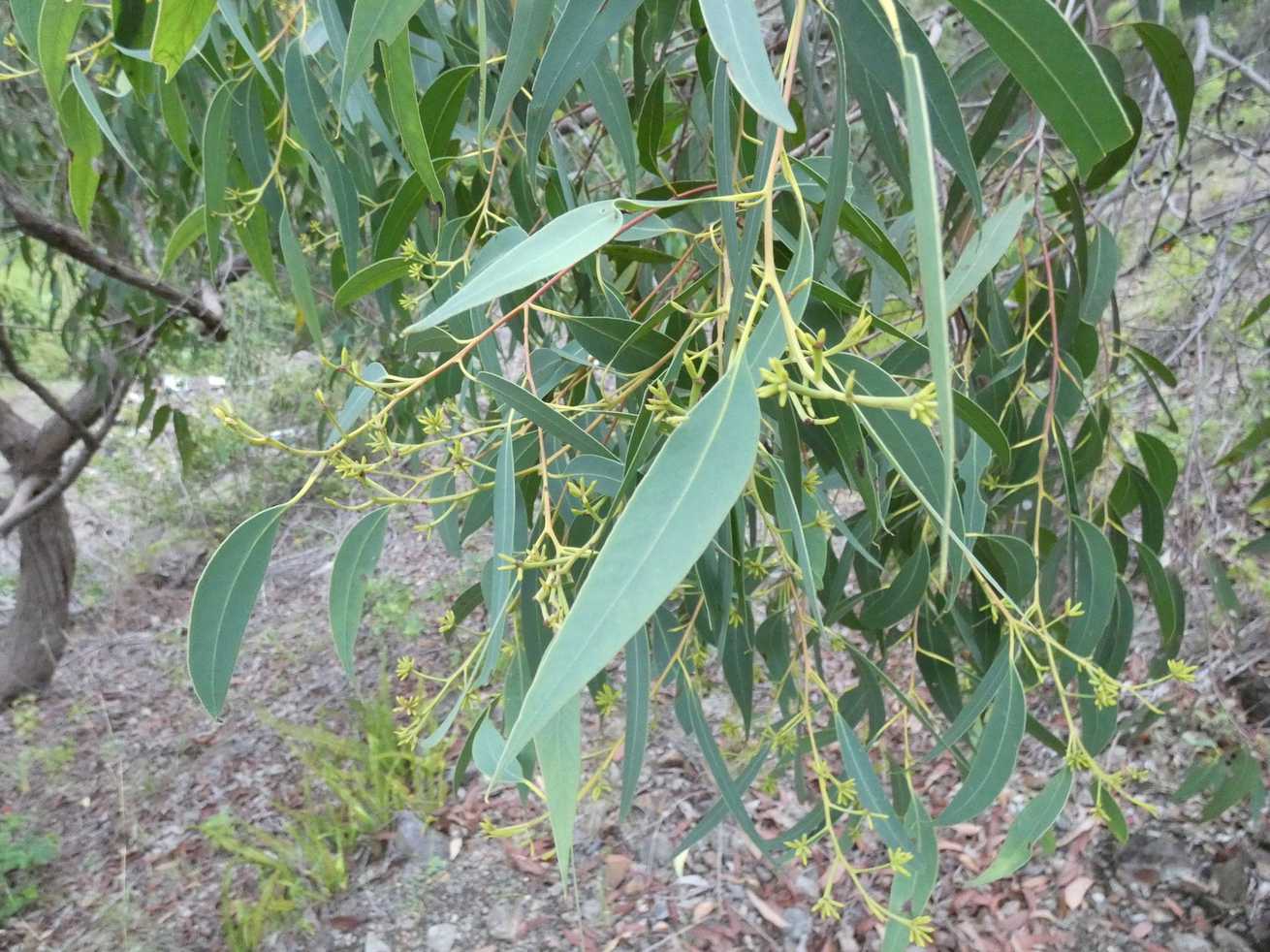 Eucalyptus carnea