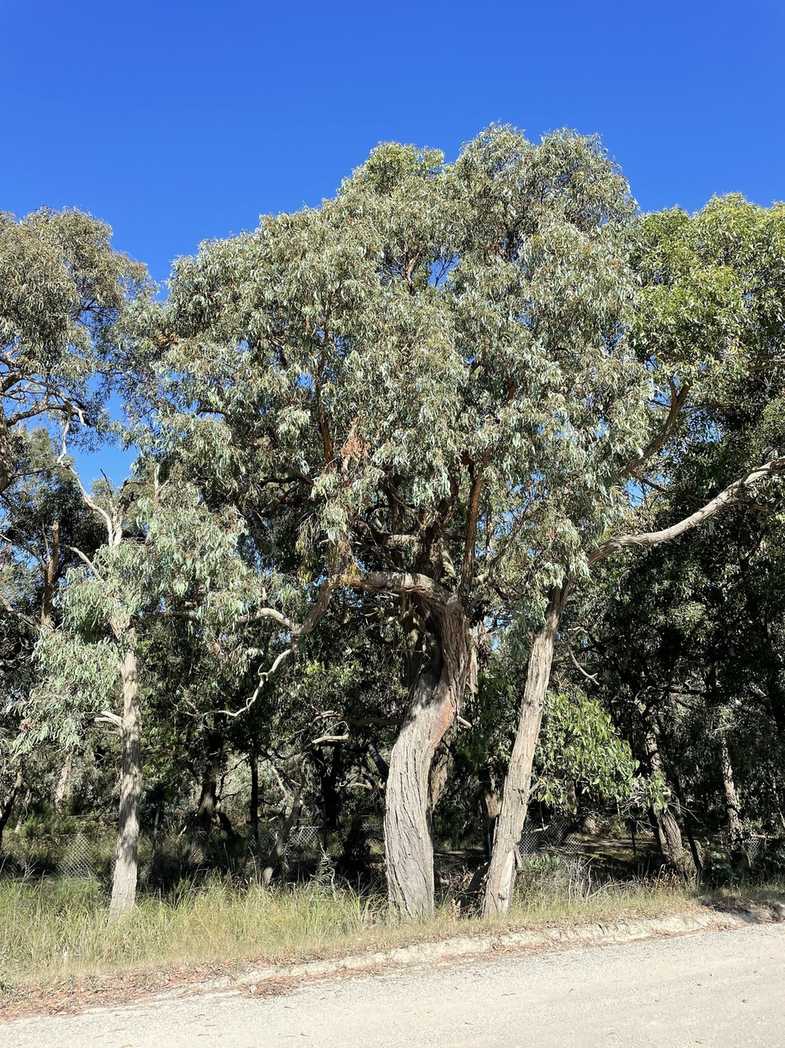 Eucalyptus cephalocarpa