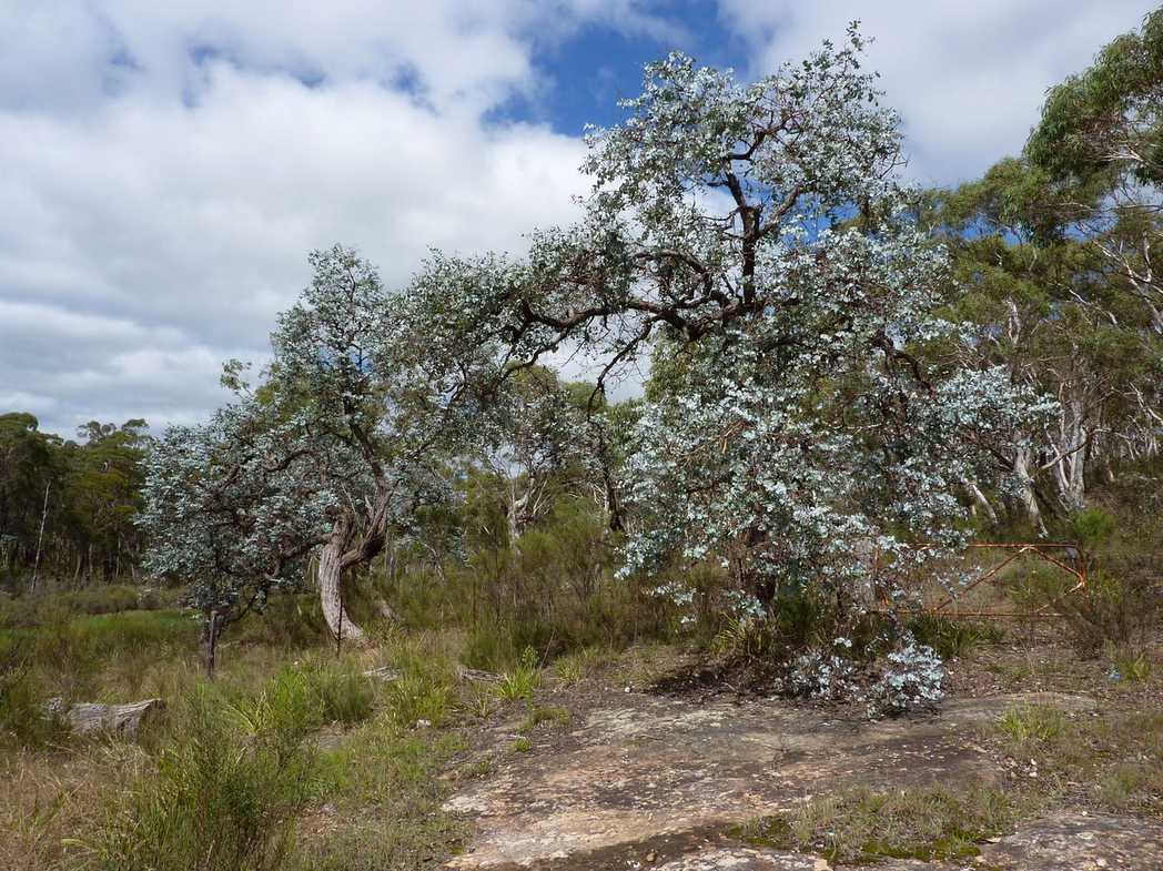 Eucalyptus cinerea