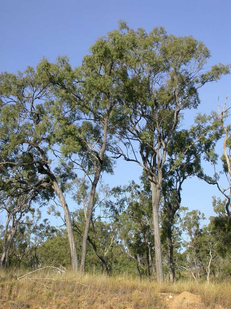 Eucalyptus crebra