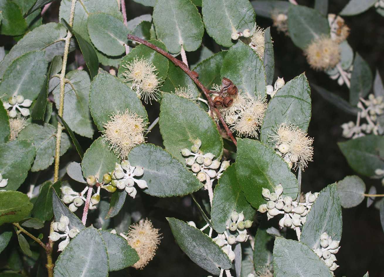 Eucalyptus crenulata