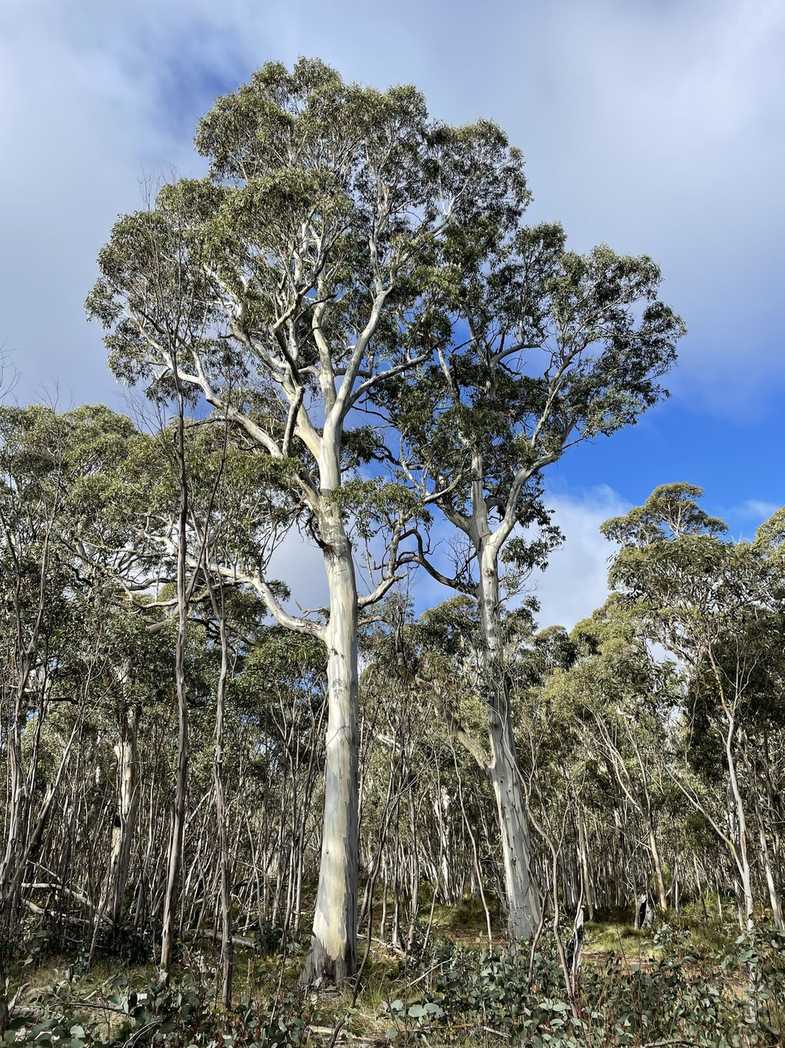 Eucalyptus dalrympleana