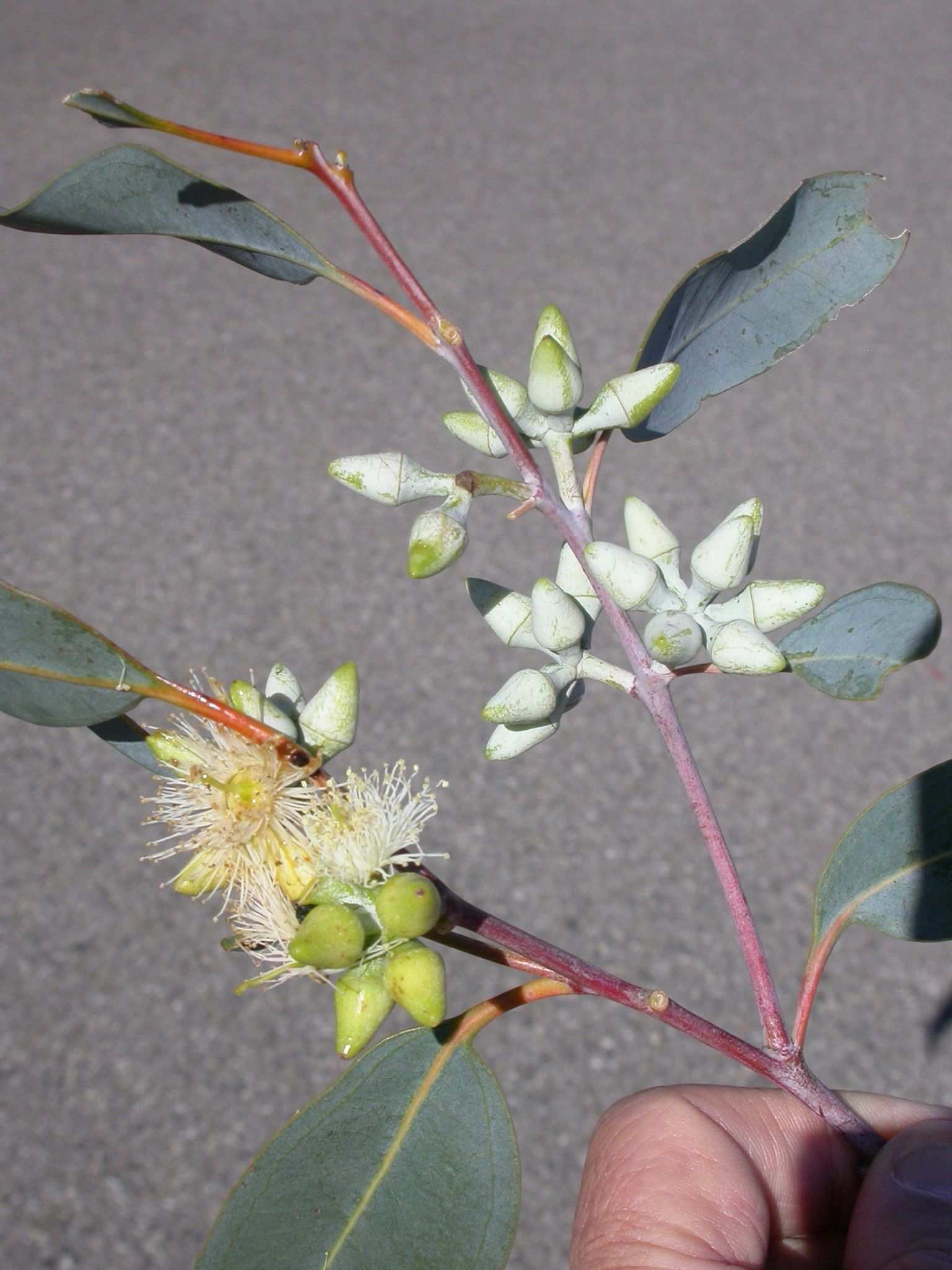 Eucalyptus dealbata
