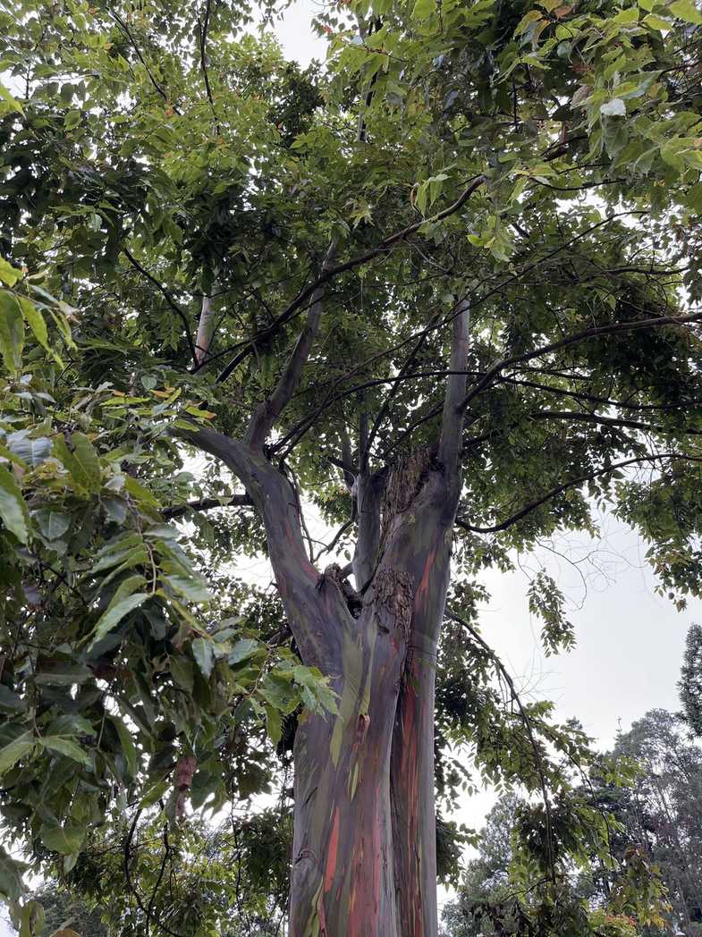 Eucalyptus deglupta