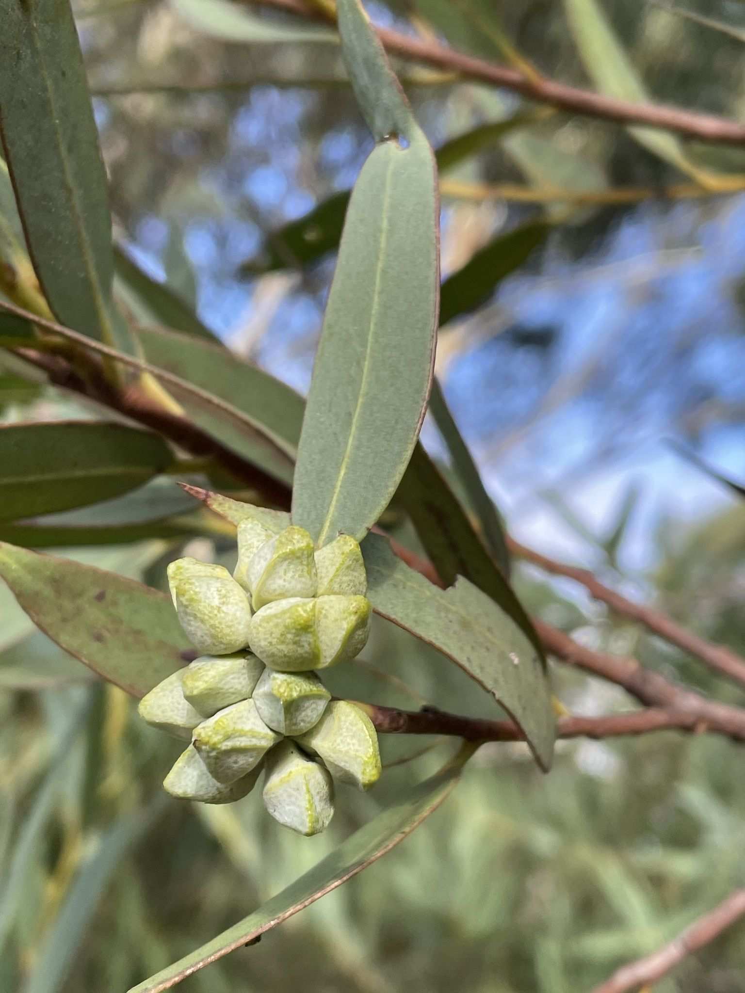 Eucalyptus deuaensis