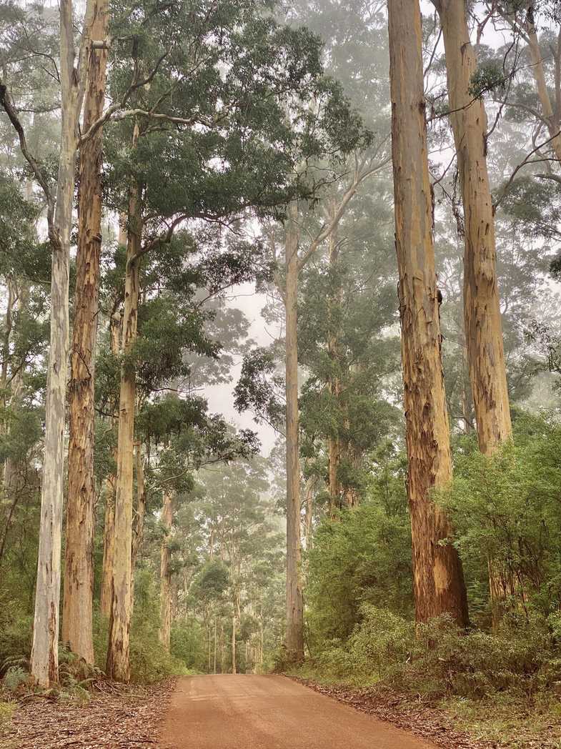 Eucalyptus diversicolor