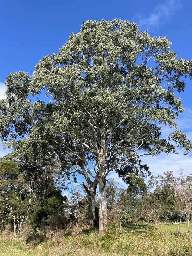 Eucalyptus dorrigoensis