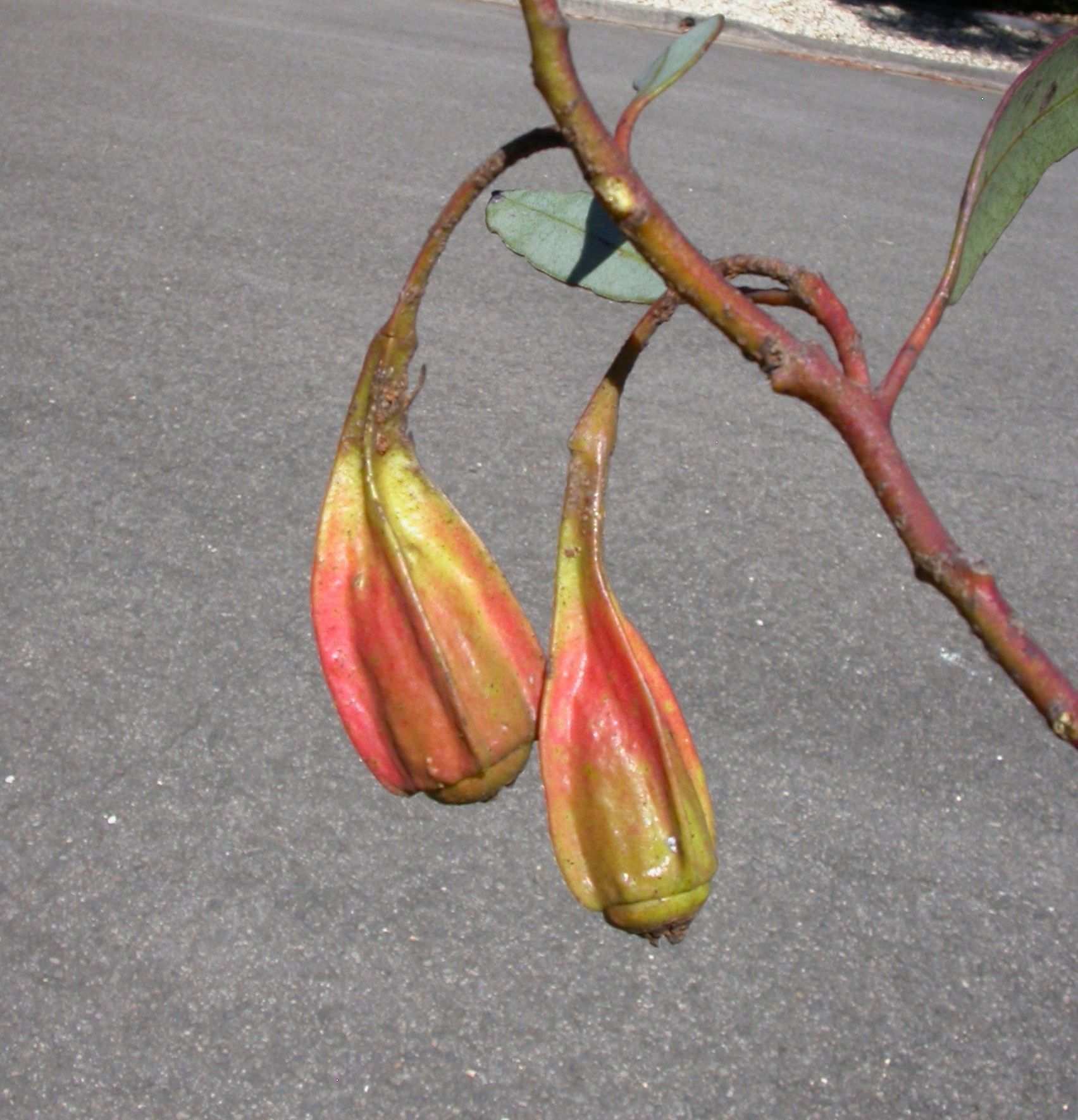 Eucalyptus forrestiana