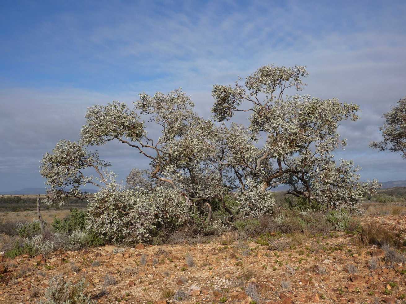 Eucalyptus gillii