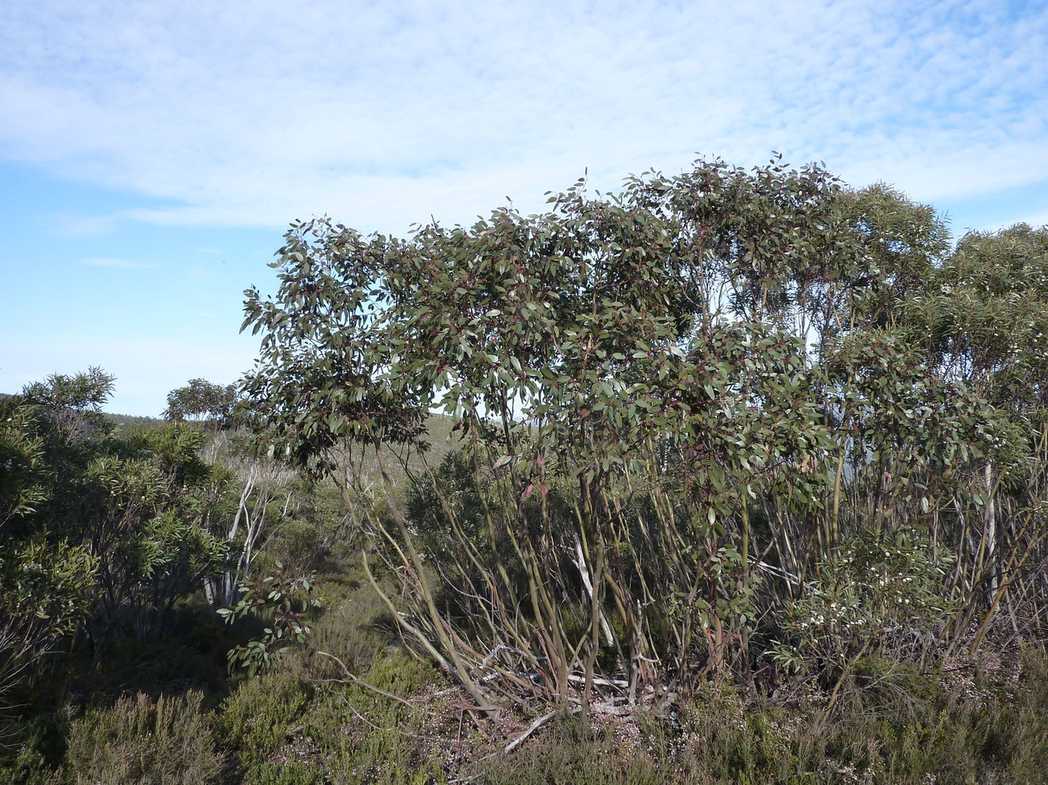 Eucalyptus glaucescens