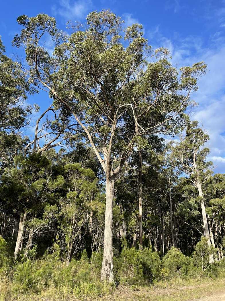 Eucalyptus globoidea