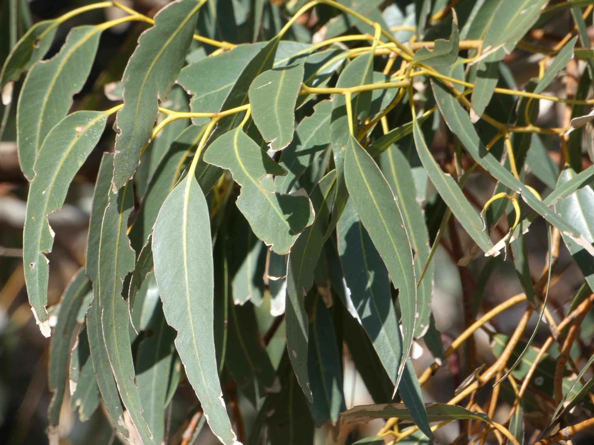 Eucalyptus gomphocephala