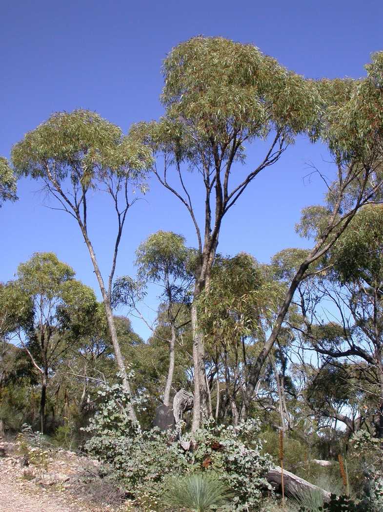 Eucalyptus goniocalyx