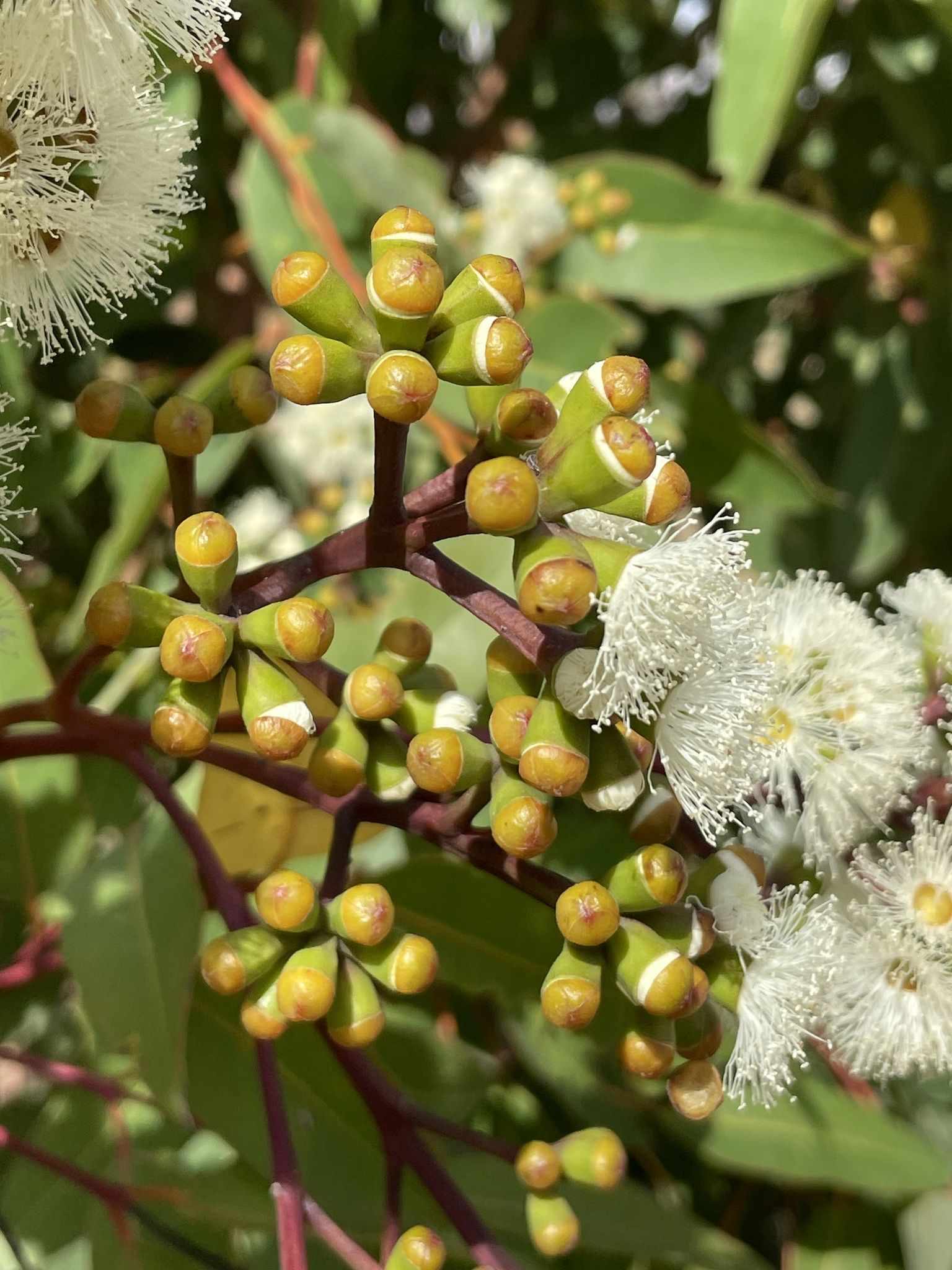 Eucalyptus guilfoylei