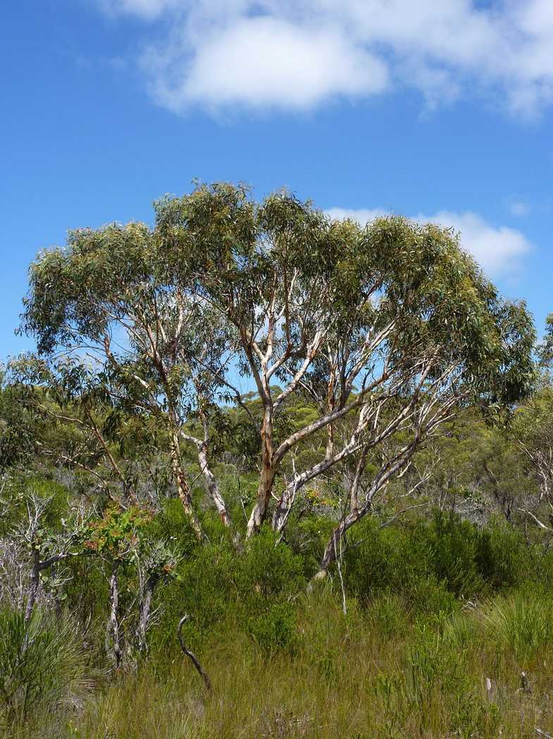 Eucalyptus haemastoma