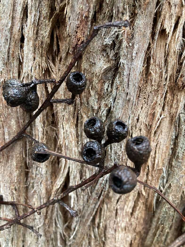 Eucalyptus jacksonii